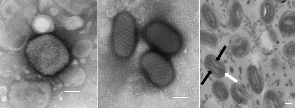Microbiology Society on Twitter: