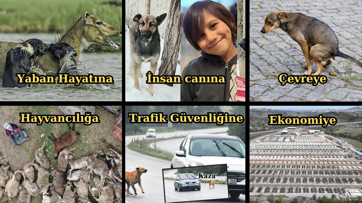 Başıboş köpeklerin pek çok zararı var ama niçin ısrarla sokaklarda tutuluyor?

Rant uğruna bunca zarara göz yumulabilir mi?
Yetkililer ne zaman önce vatan, millet diyecek?

Başıboş köpekler sadece zarar, zarar, zarar...
Artık kurtulmalıyız! #ÇözümİTLAF