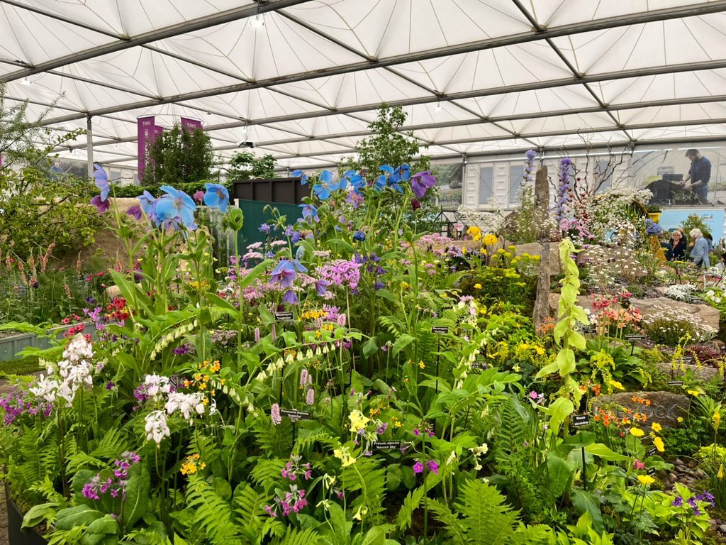 AlpinesJT's tweet photo. Great to attend press day at Chelsea  flower show yesterday. Array of wonderful exhibits throughout the show. Here is Kevock Garden plants stand in the Great Pavilion. 👏 https://t.co/WfKBm0CSD2