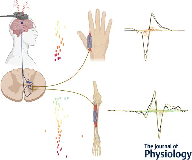<a href="/JSkarabot/">Jakob Škarabot</a>, <a href="/tombalshaw/">Thomas Grant Balshaw</a> (<a href="/LboroSSEHS/">LboroSSEHS</a>), Divjak, Urh, <a href="/MurksNina/">Nina Murks</a>, <a href="/AlesHolobar/">Aleš Holobar</a> (University of Maribor) <a href="/Cl_Ammann/">Claudia Ammann</a> and <a href="/GFoffani/">Guglielmo Foffani</a> (@ciberned) discuss the #Technique of decoding firings of human motor units from high-density surface electromyogram!
📜buff.ly/3MpLNK5