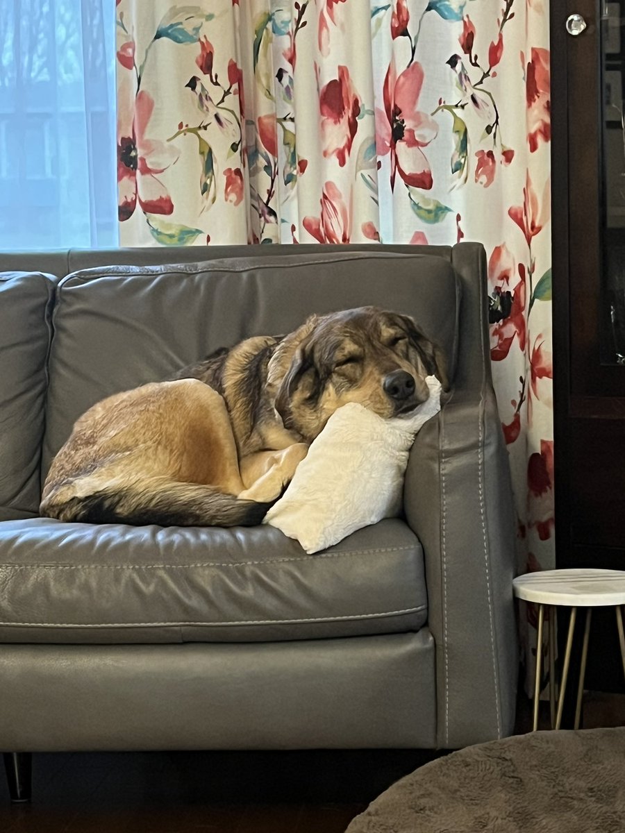 nancypn's tweet photo. @lindaholmes Our girl has stolen the “decorative” pillows for her naps ♥️. https://t.co/y716ssUGHu