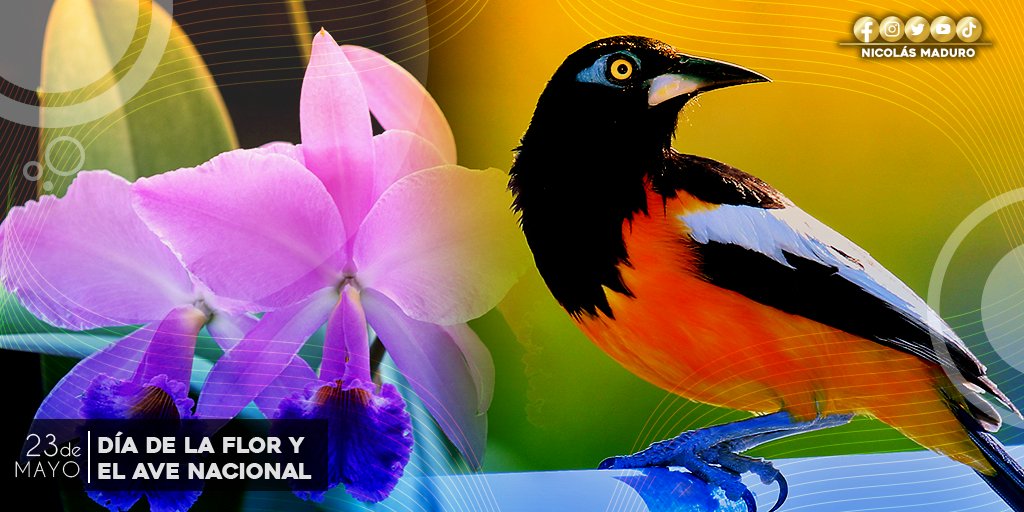 #RT <a href="/NicolasMaduro/">Nicolás Maduro</a>: El Turpial nos alegra con su gracia y su canto, la Orquídea nos cautiva con su extraordinaria belleza, ambos representan la diversidad y el encanto de nuestro patrimonio natural y de lo que somos, una tierra bendita de gente maravillo…
