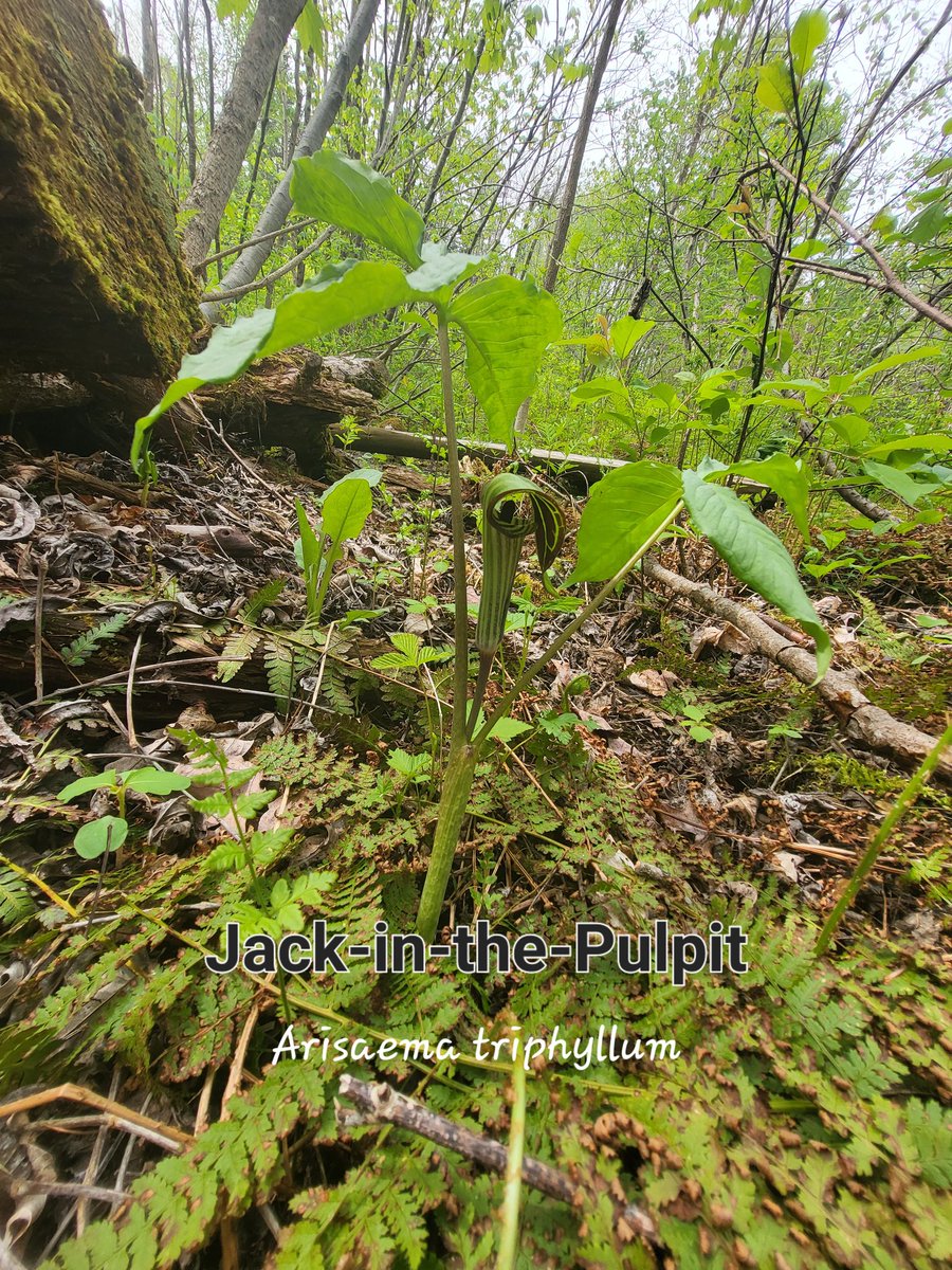 WildernessWebb's tweet photo. It's so fun to find this unique plant in my woods. https://t.co/gCqdhAXMlL