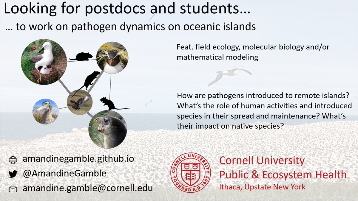 #JobAlert 🚨 I'm looking for #postdocs to join me <a href="/CornellMPH/">Cornell Public Health</a> 
Feat. animal ecology &amp; infectious disease with field work, lab work &amp; mathematical modeling - we do lots of #seabirds and #rodents, but also looking at other systems
Please share and/or reach out online or <a href="/eeid2023/">EEID2023</a>