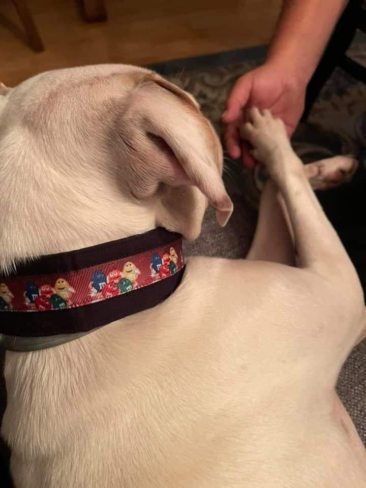 Maggie May models her 'M&M's' classy collar!
wesewclassycollars.com 
Send us a PM for info!

#rescuedogs #adoptdontshop #todaypets #topdogphoto #bestwoof #mydogiscutest #dogsofinsta #petsofinsta #handmade #madeinusa