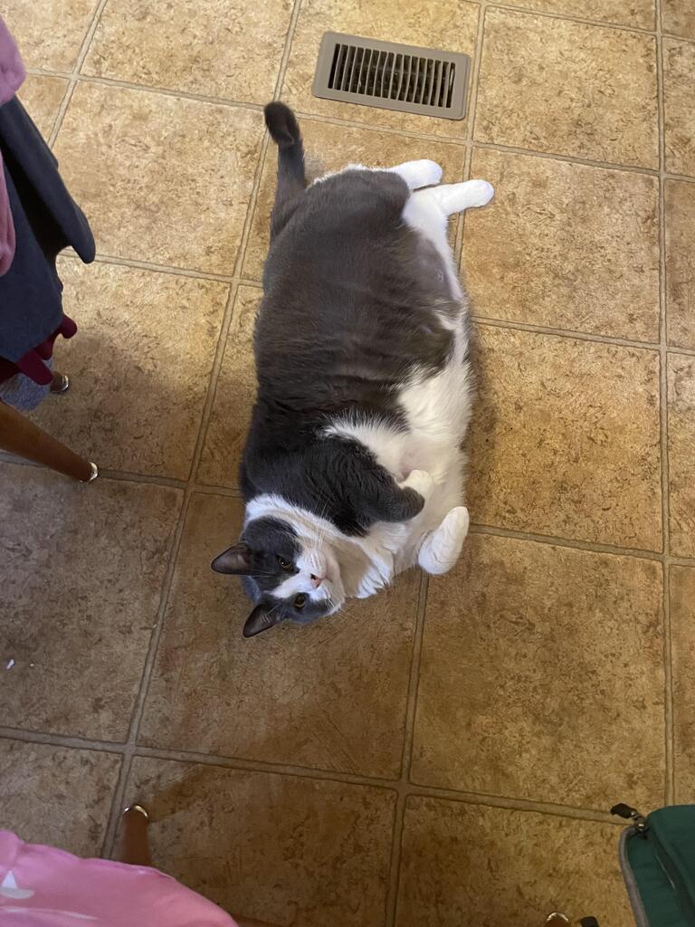She is now 10 years old! And a belly post as she was being cute. via reddit.com/r/catbellies/c…