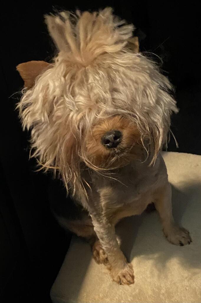 CuteYorkiesPics's tweet photo. Bad hair day #yorkies #dogsoftwitter #cute https://t.co/tsRoWy0y1v
