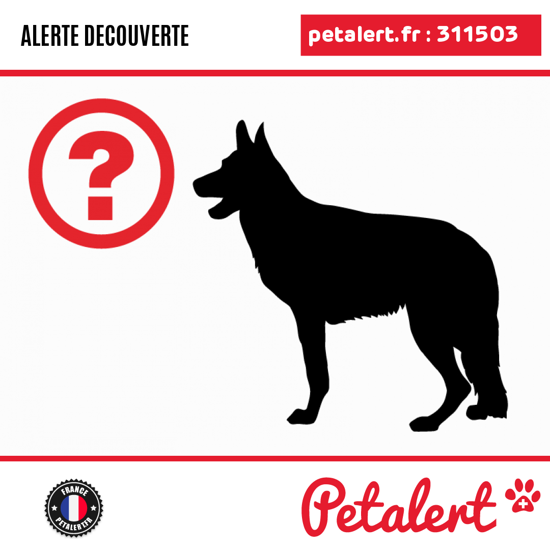 Trouvé #Chien #Ariege #Ganac #Petalert  #PetAlert09 / p3t.co/iDKJa