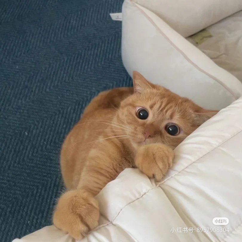 lovesickdoe's tweet photo. kitty https://t.co/qysyi3mb0f