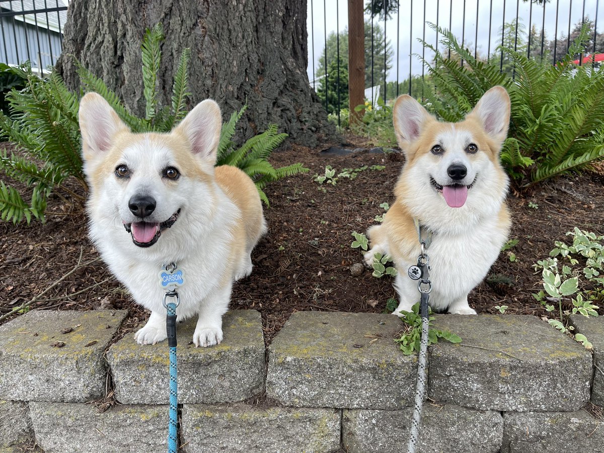 Double corgi smiles,
Double #TongueOutTuesday. 😛😛
Double the awesome,
Headed your way. 

#CarsonTheCorgi #AndPocoToo #CorgiCrew