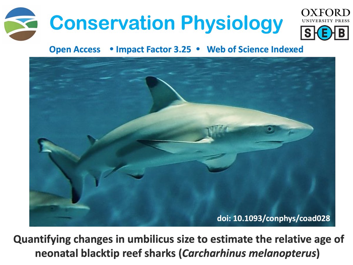 conphysjournal's tweet photo. New in #ConPhys!
Quantifying changes in umbilicus size to estimate the relative age of neonatal blacktip reef sharks (Carcharhinus melanopterus)
Read more here:
https://t.co/uiT9HFDk1m
#umbilicussize #age #reefshark https://t.co/WLlcXZduvj