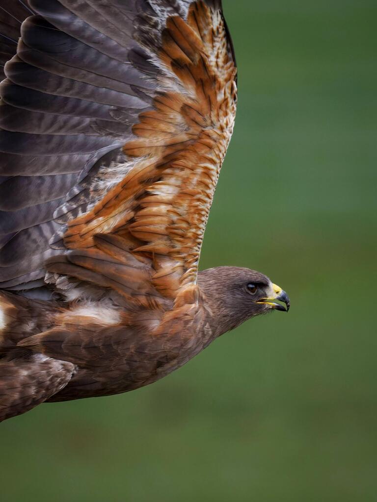 Brain Gain tweet media