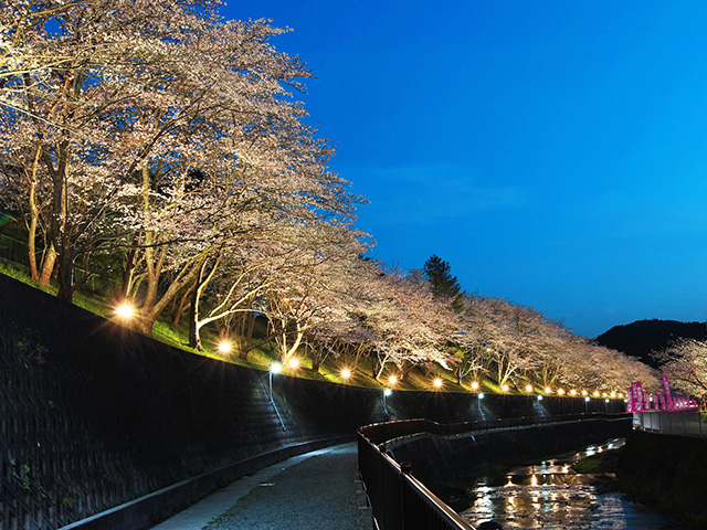 🌸🌸満開の夜桜🌸🌸