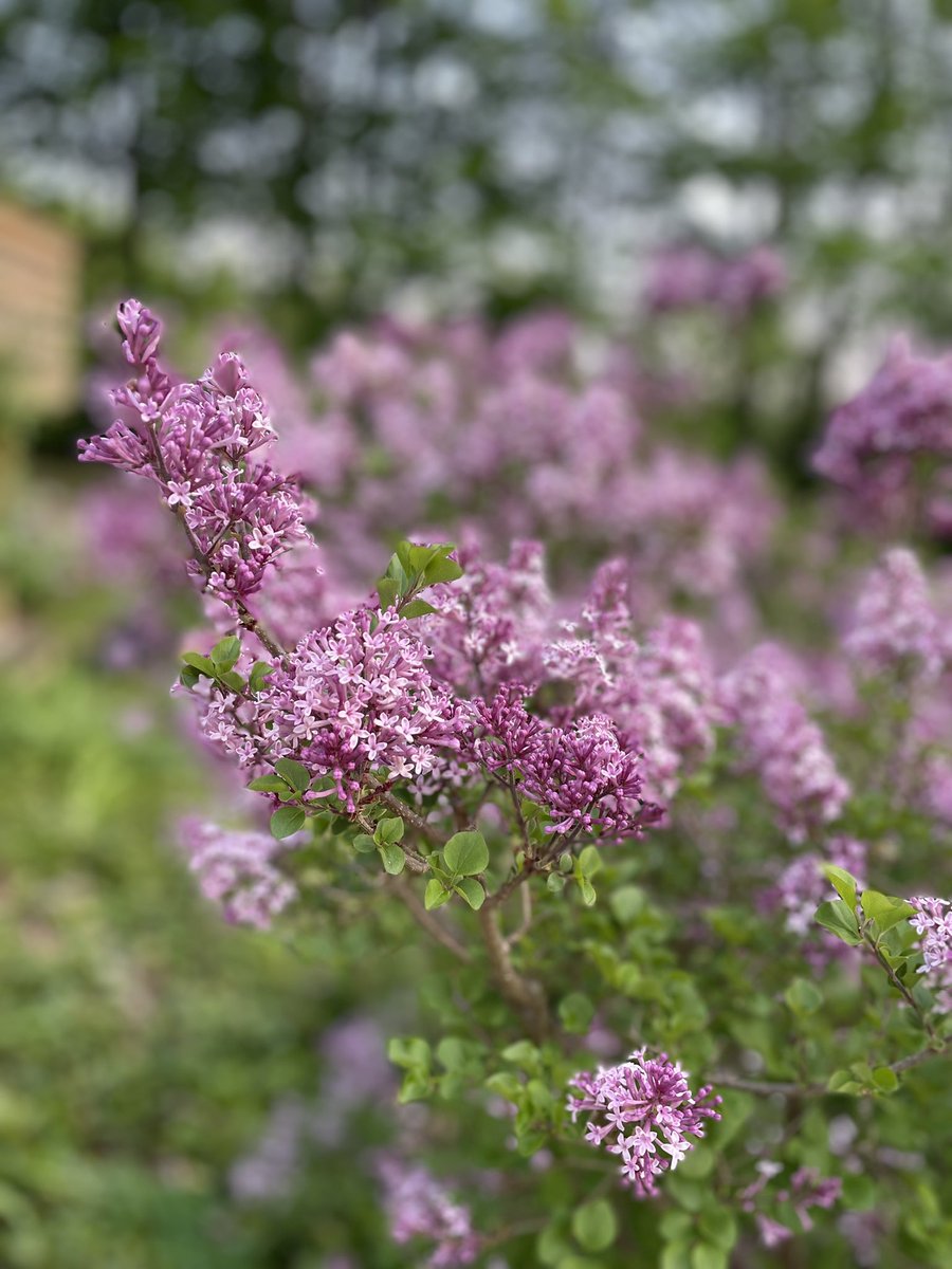 Good morning 🌞 lilacs taking the stage … their fragrance filling the air transporting me back in time. 

#lilacs #springblooms