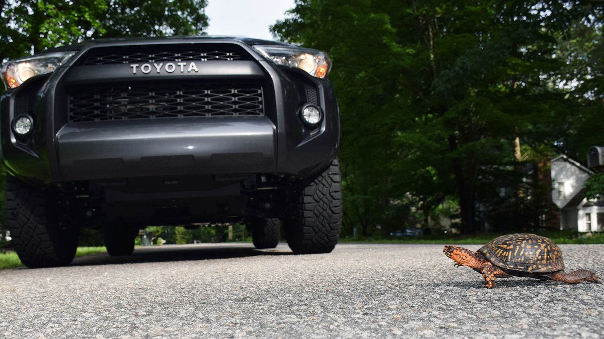 NCWildlife's tweet photo. As we shellebrate #WorldTurtleDay, we'd like to remind everyone that if you see a turtle trying to cross the road and want to help it out, make sure to: https://t.co/Z3CN4LJfYP