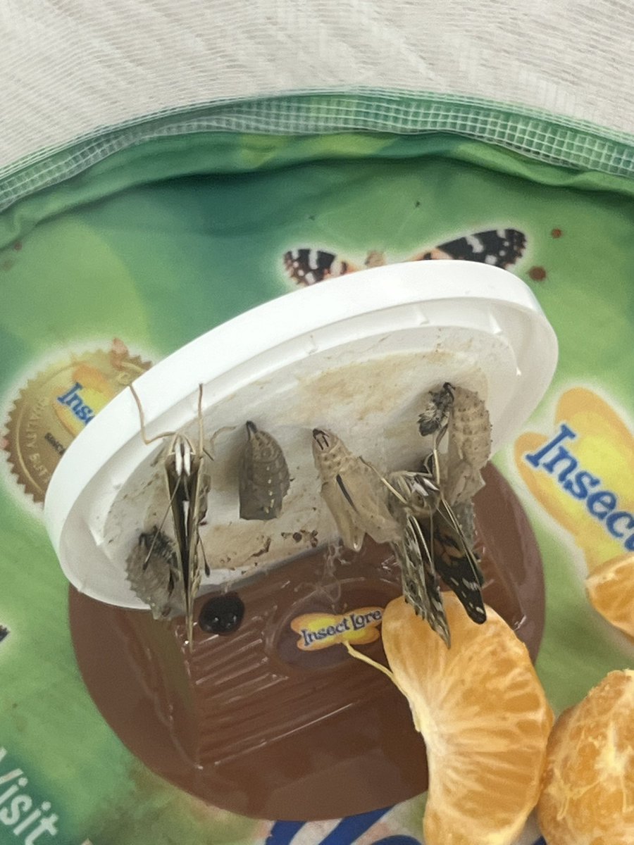 We have butterflies!!!