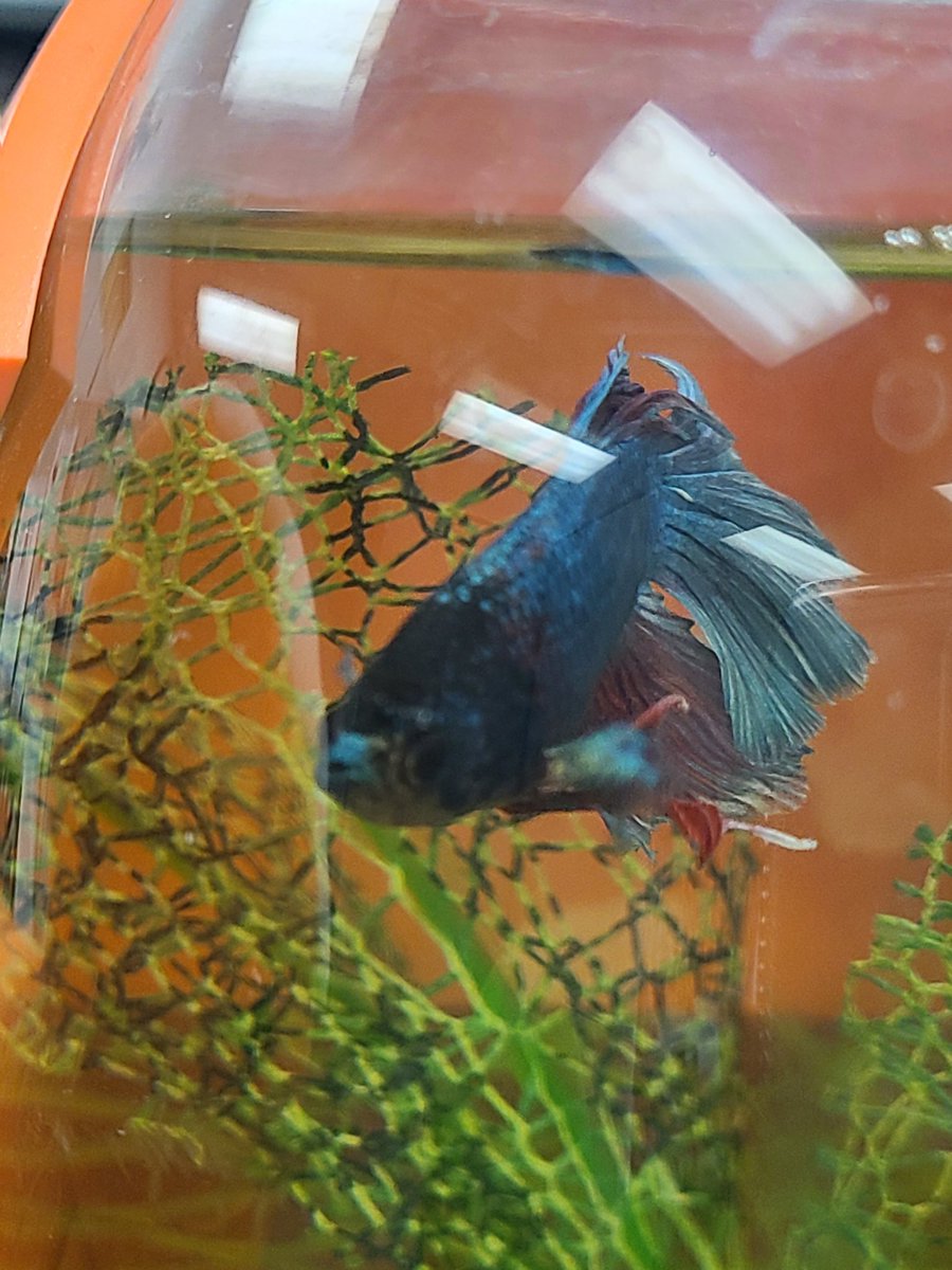 _LisaMaggs's tweet photo. The votes have been counted! Meet our classroom pet, Josh Allen!  @JoshAllenQB @BuffaloBills https://t.co/61Ev9ByqTY