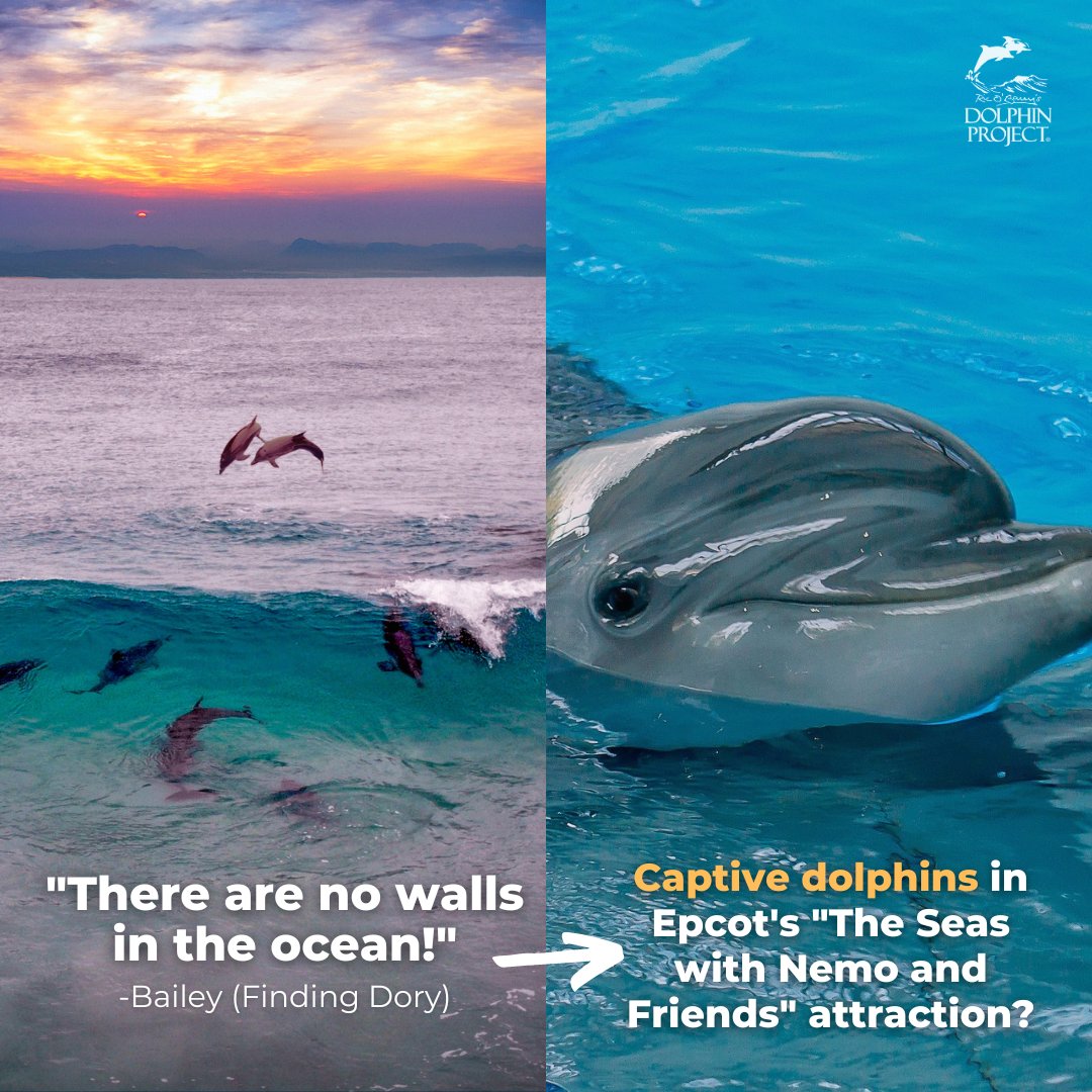 We don’t understand why Walt Disney World continues to keep captive dolphins when public support for keeping cetaceans in captivity, is rapidly waning. Sign the #petition asking Disney to retire their captive dolphins:  dolphin.fyi/SaveDisneyDolp…