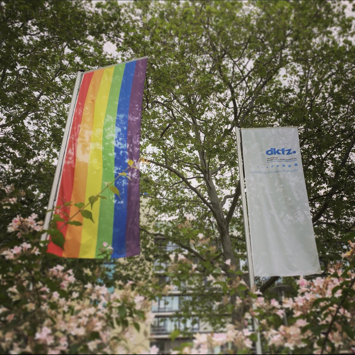 🏳️‍🌈Das DKFZ zeigt Flagge für Toleranz und Vielfalt
Anlässlich des diesjährigen Deutschen #DiversityTag am 23. Mai hisst das DKFZ eine Regenbogenflagge als symbolische Geste, um das Bewusstsein für Vielfalt und Inklusion zu stärken. #HelmholtzDiversity #FlaggefuerVielfalt #DDT23
