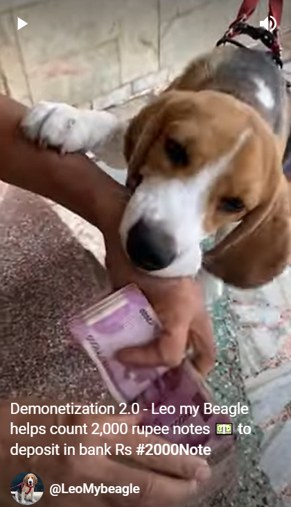 Demonetization 2.0 - Leo Beagle helps count 2,000 rupee notes 💵 that I need to deposit in bank    News: Indian📷 Government announces plans to withdraw Rs #2000Note 

youtube.com/shorts/xbiz_zz… via @YouTube #2000NoteBan #rtitbot #Demonetisation #rtit @AskAnshul @GabbbarSingh