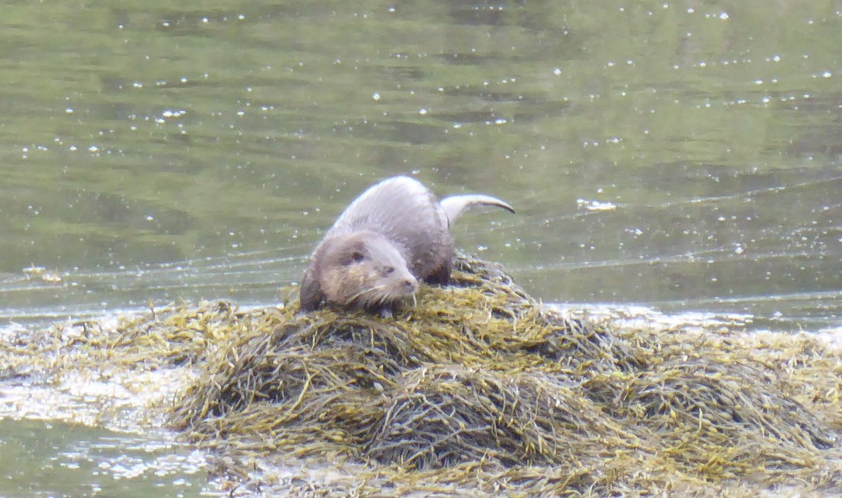 OldDrfish's tweet photo. Superb watching this Otter feed in Dervaig Isle of Mull this morning #Scotland #wildlifephotography #Otters https://t.co/xHfUwy0TVQ