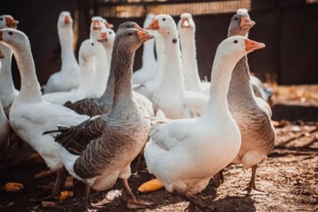 Animals_EFSA's tweet photo. Today @EFSA_EU provides a public info session about the recently published scientific opinions on the welfare of #Calves, #DairyCows and #Duck, #Geese and #Quail. EFSA experts shared major recommendations and attended Q&amp;A session.

#AnimalWelfare #Farm2Fork #Animals4EU https://t.co/TsbPQI7Fjf