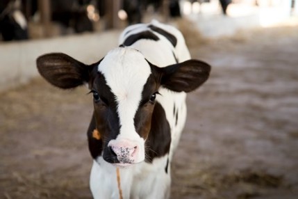 Animals_EFSA's tweet photo. Today @EFSA_EU provides a public info session about the recently published scientific opinions on the welfare of #Calves, #DairyCows and #Duck, #Geese and #Quail. EFSA experts shared major recommendations and attended Q&amp;A session.

#AnimalWelfare #Farm2Fork #Animals4EU https://t.co/TsbPQI7Fjf