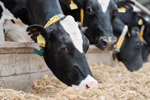 Animals_EFSA's tweet photo. Today @EFSA_EU provides a public info session about the recently published scientific opinions on the welfare of #Calves, #DairyCows and #Duck, #Geese and #Quail. EFSA experts shared major recommendations and attended Q&amp;A session.

#AnimalWelfare #Farm2Fork #Animals4EU https://t.co/TsbPQI7Fjf