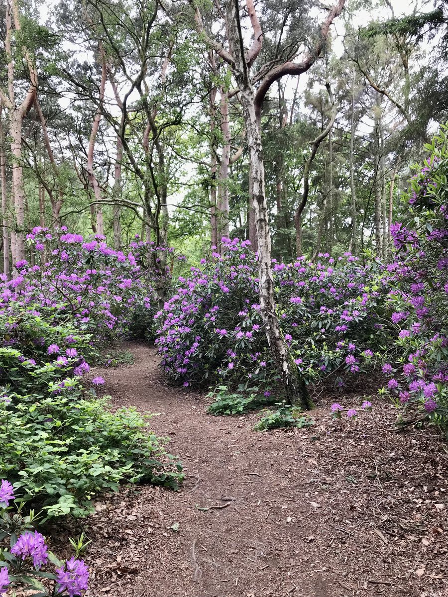 A beautiful splash of purple here at the moment! #roydenpark#wirral#latespringtime #warmerweather#lovewhereilive#lovewalking💜💜💜