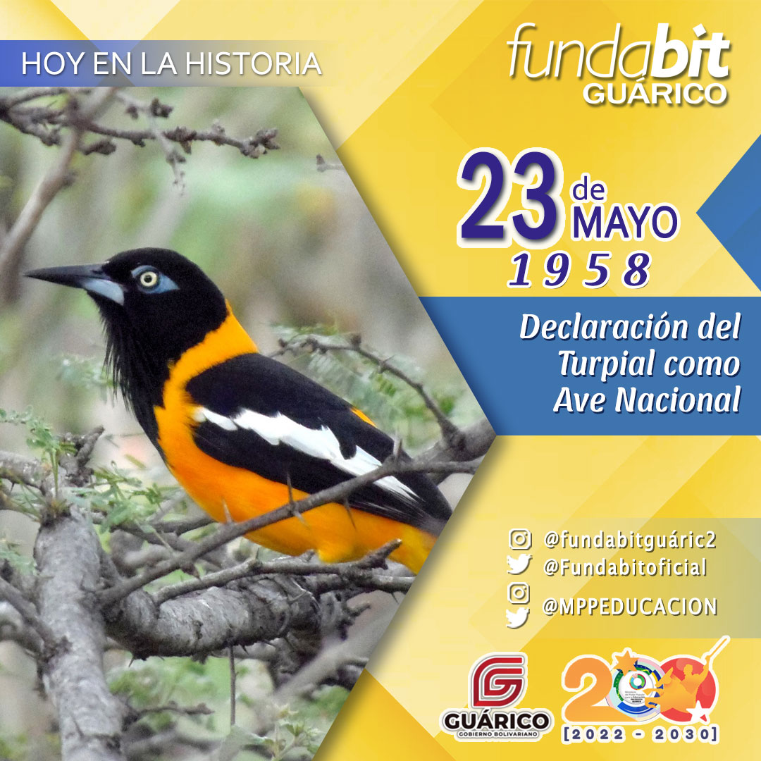 fundabitguaric2's tweet photo. #Efeméride #23May | Hoy se cumplen 65 años de la declaración del Turpial como Ave Nacional, tras un concurso promovido por la Sociedad Venezolana de Ciencias en 1958. @NicolasMaduro @_LaAvanzadora @ZEGuarico

 #SistemaNacionalDeIngreso https://t.co/MBcZU0T50D