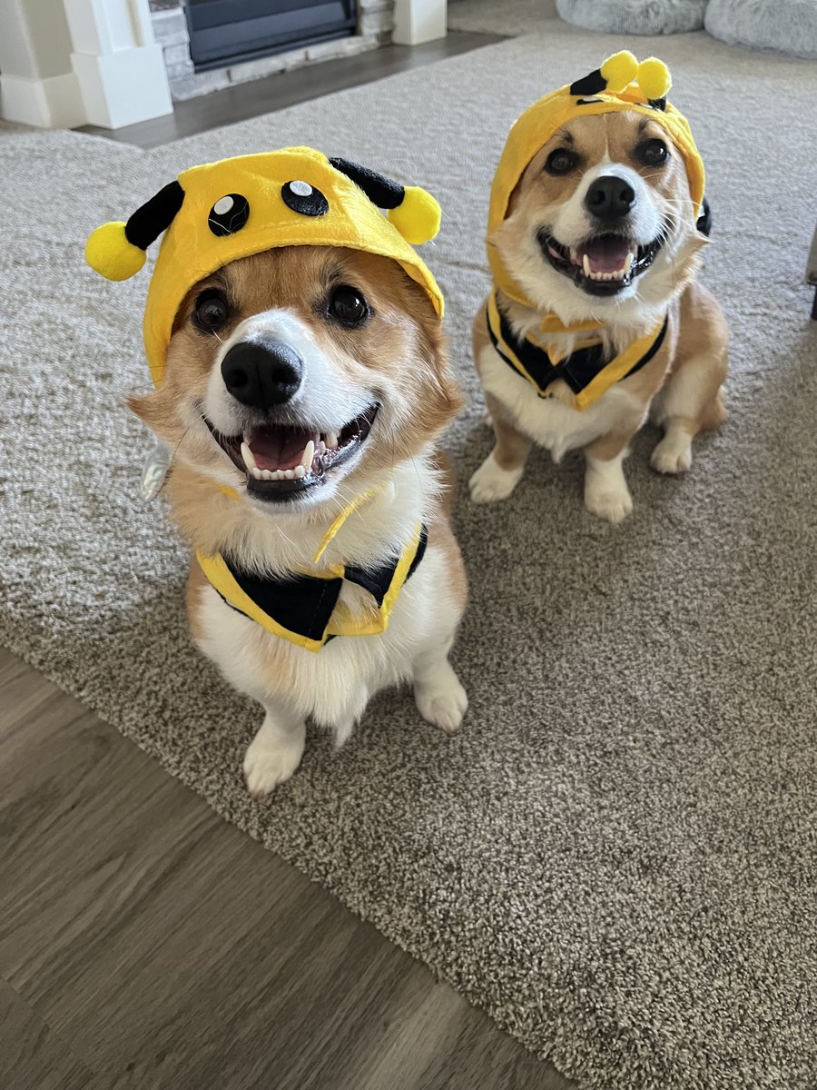 Bumblebees to Corgis #tuesdayvibe 

When pawrents dress you up for the fun of it

Follow 🐾🐾Like ❤️“Retweet”🔄

Comment💙

Follow on Instagram for more adventures

instagram.com/benji.the.corg…