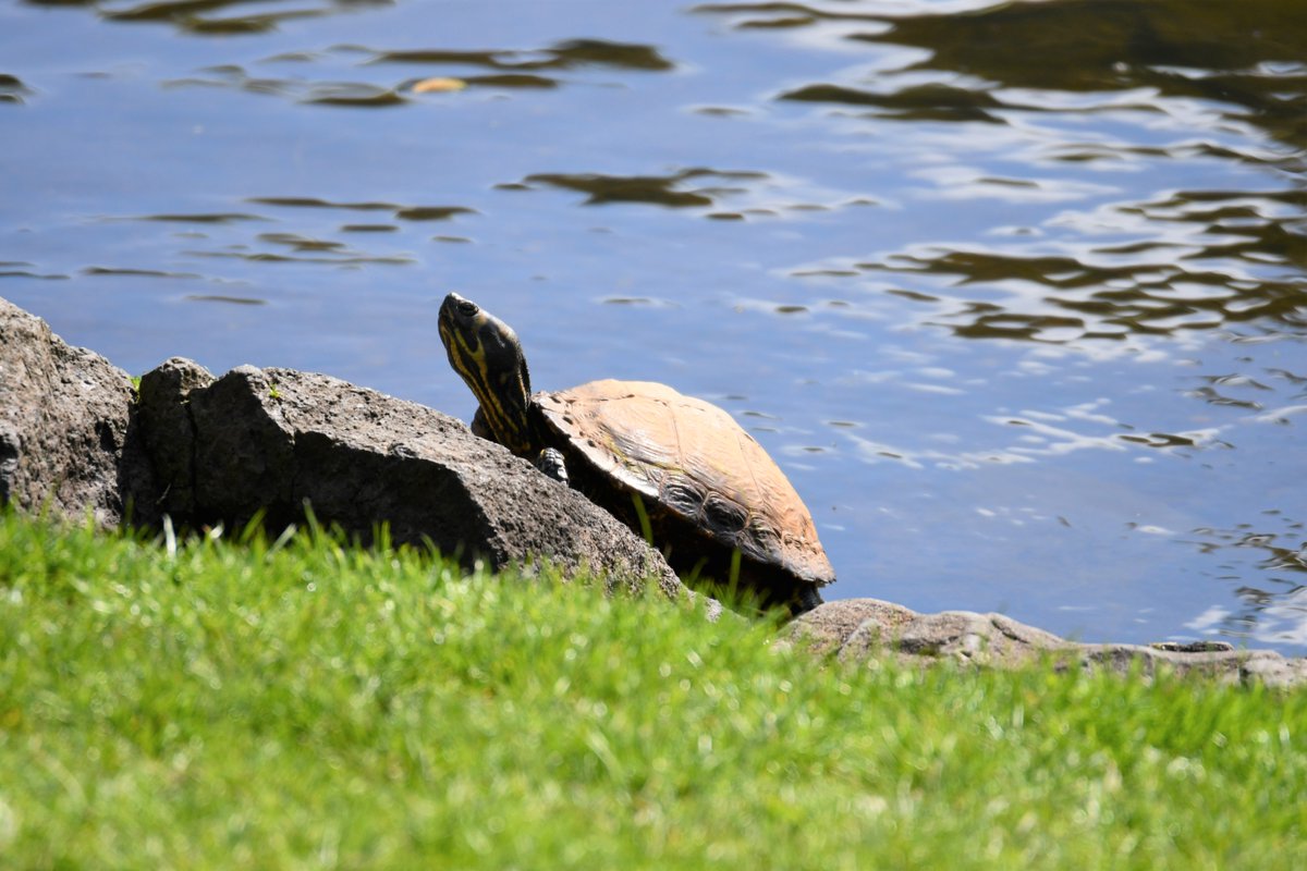 HistEnvScot's tweet image. For #TurtleDay here's our favourite tiny terrapin toasting in the sun at Dunsapie Loch!

Our hard-shelled friend has survived the winter &amp;amp; evaded our rangers so far!
It looks pretty comfy here but turtles aren’t native to our lochs - let's ensure our pets are rehomed responsibly.