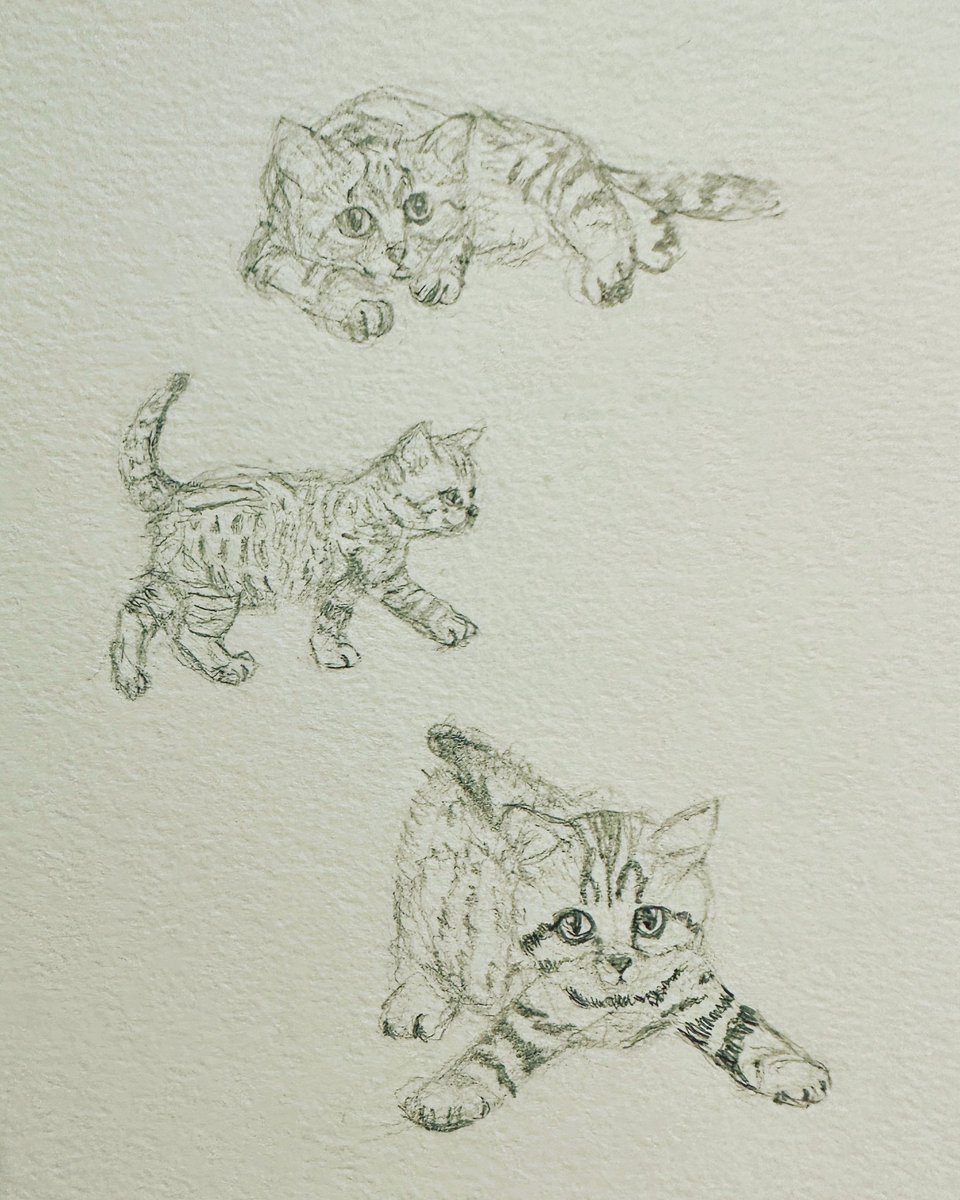 naokawa15's tweet photo. オマケのにゃんにゃんにゃーん(*ΦωΦ)
#鉛筆画 #鉛筆画イラスト #猫の絵 #子猫の絵 #pencildrawing #catsdrawing #kittendrawing https://t.co/Ierq5DyGEg