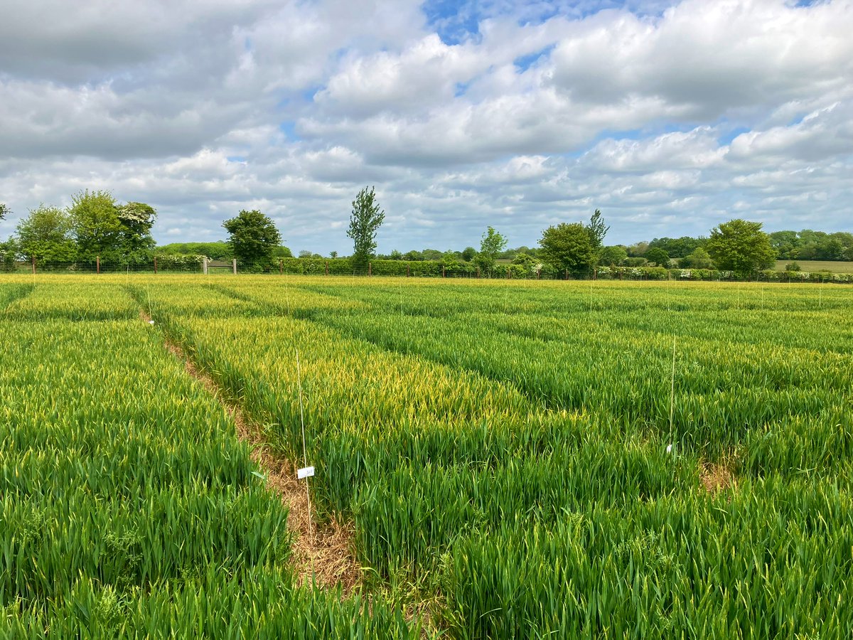 Amy King tweet media