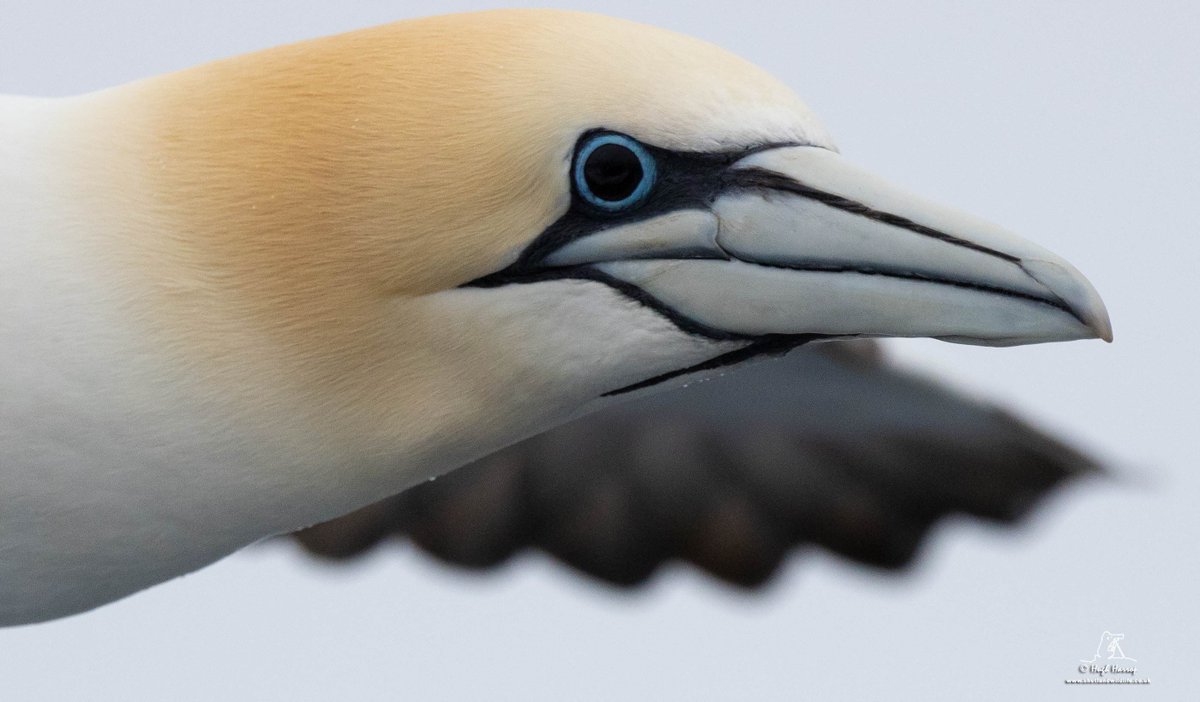 Hugh Harrop Wildlife tweet media