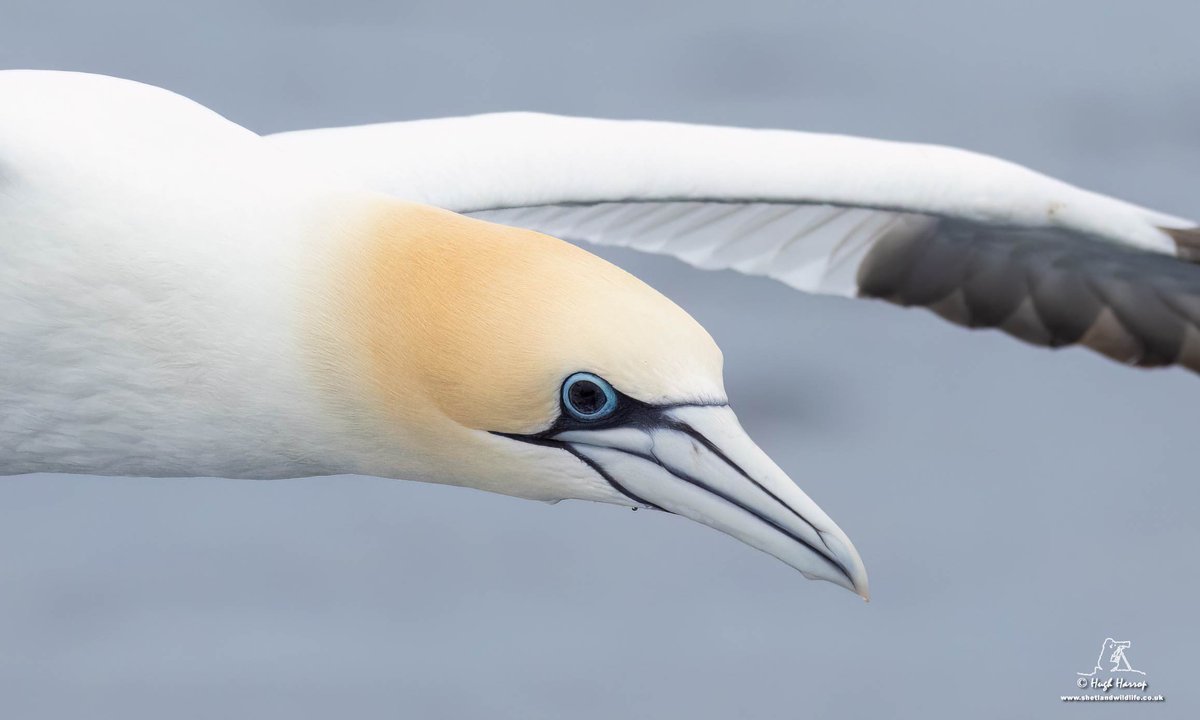 Hugh Harrop Wildlife tweet media