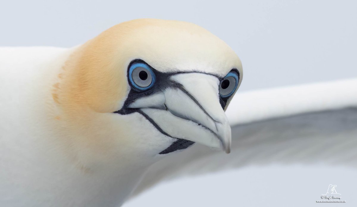 Hugh Harrop Wildlife tweet media