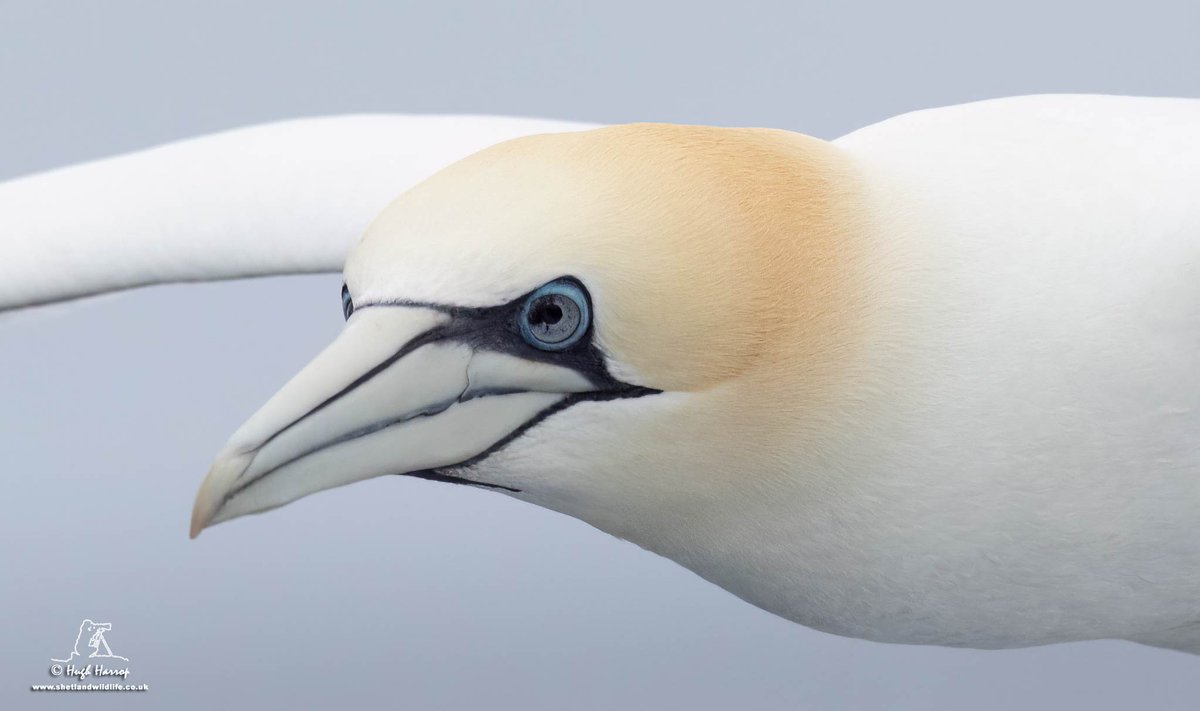 Hugh Harrop Wildlife tweet media