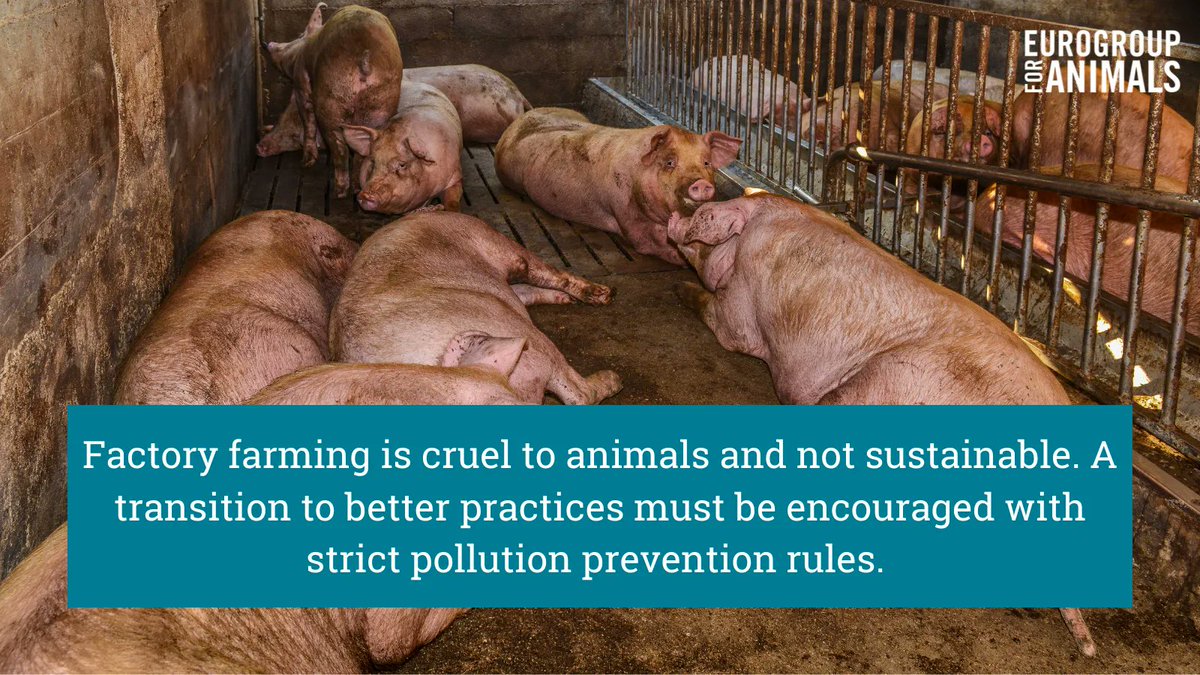 As a promoter of the #GlobalMethanePledge, the European Union must lead by example. Industrial livestock farming emissions must be addressed in the #IndustrialEmissionsDirective.

It is time to get serious and end #FactoryFarming ❌