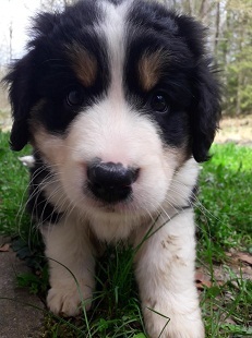 ShibeGallery's tweet photo. He needs a name that starts with B. https://t.co/VEJLkpYDtr