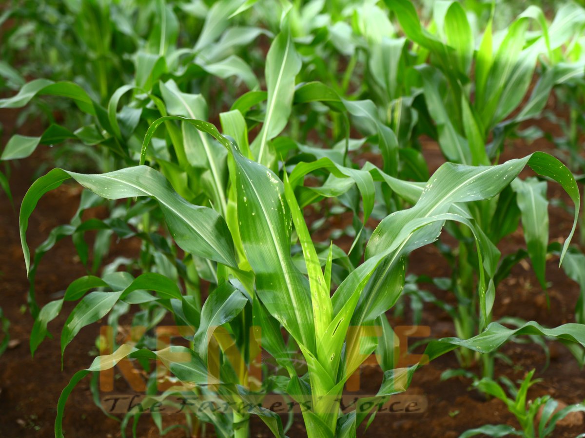 kenaff_farmers's tweet photo. Plant health is essential for both sustainable and profitable crop production.

Through CSA training, KENAFF provides farmers with strategies and innovative practices to help their crops adapt to climate change for maximum crop productivity with minimal environmental impact. https://t.co/GpXgpPNKRA