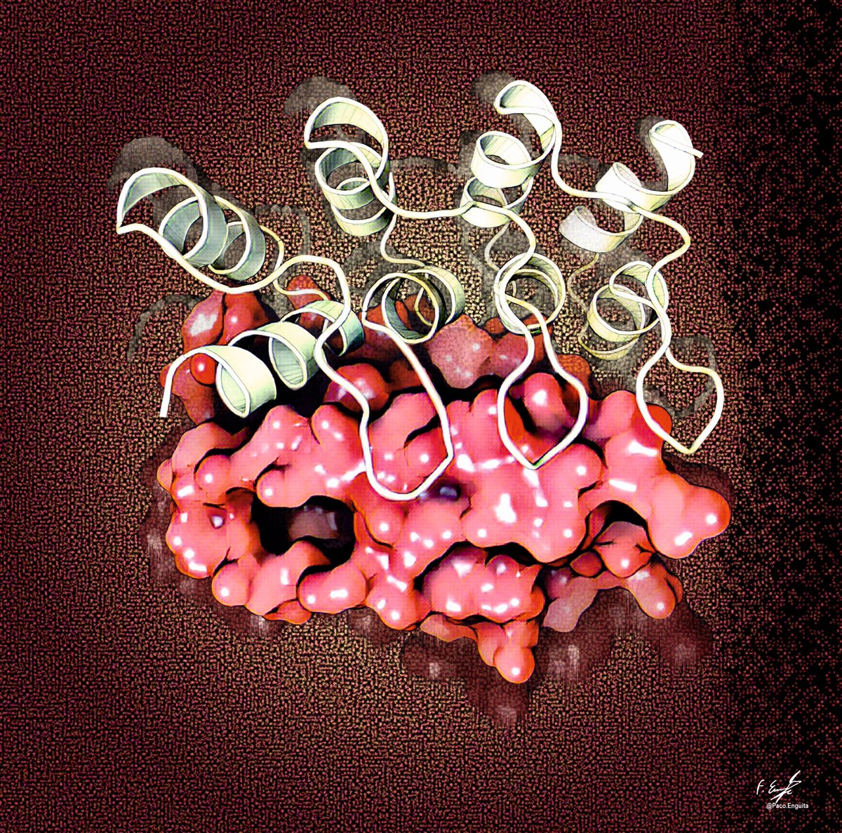 Crystal structure of the complex between the Helicobacter pylori CagI protein and the Ankyrin repeat protein K2 (PDB code: 8AK1) #scivis #sciart #molecularart #proteinimager
behance.net/gallery/171307…
