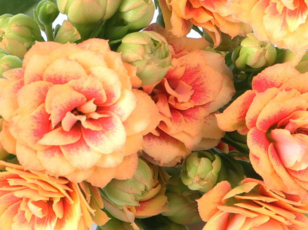 #Discover the meaning of plant excellence for our product development at the <a href="/flowertrials/">FlowerTrials</a>! Like the new #Rosalina Don Hector, with its striking peach-coloured double flowers!

Stop by between 13 and 16 June to judge our #novelties.  Find out more: kpholland.nl/en/about-us/ne…