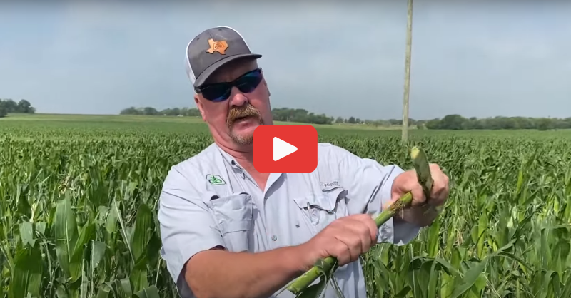 FarmsNews's tweet photo. Join Ron Joiner from @PioneerSeeds on evaluating #corn after hail.
Hailstorms in some areas are a common occurrence yet making decisions on what to do with a damaged #crop can be agonizing.
See how the damages can affect your corn in the future ⬇️
#Corn23 #Grain #Grain23 #USAg