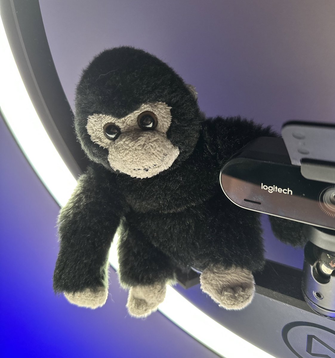 modaly_it's tweet image. The demo Gorilla is ready and ready to fend off the bad demo gods for the @viamonstra “Mastering Intune Customization and Reporting” training course.. Starting in just under 15 minutes #MSIntune #ProactiveRemediations #GraphAPI #PowerShell