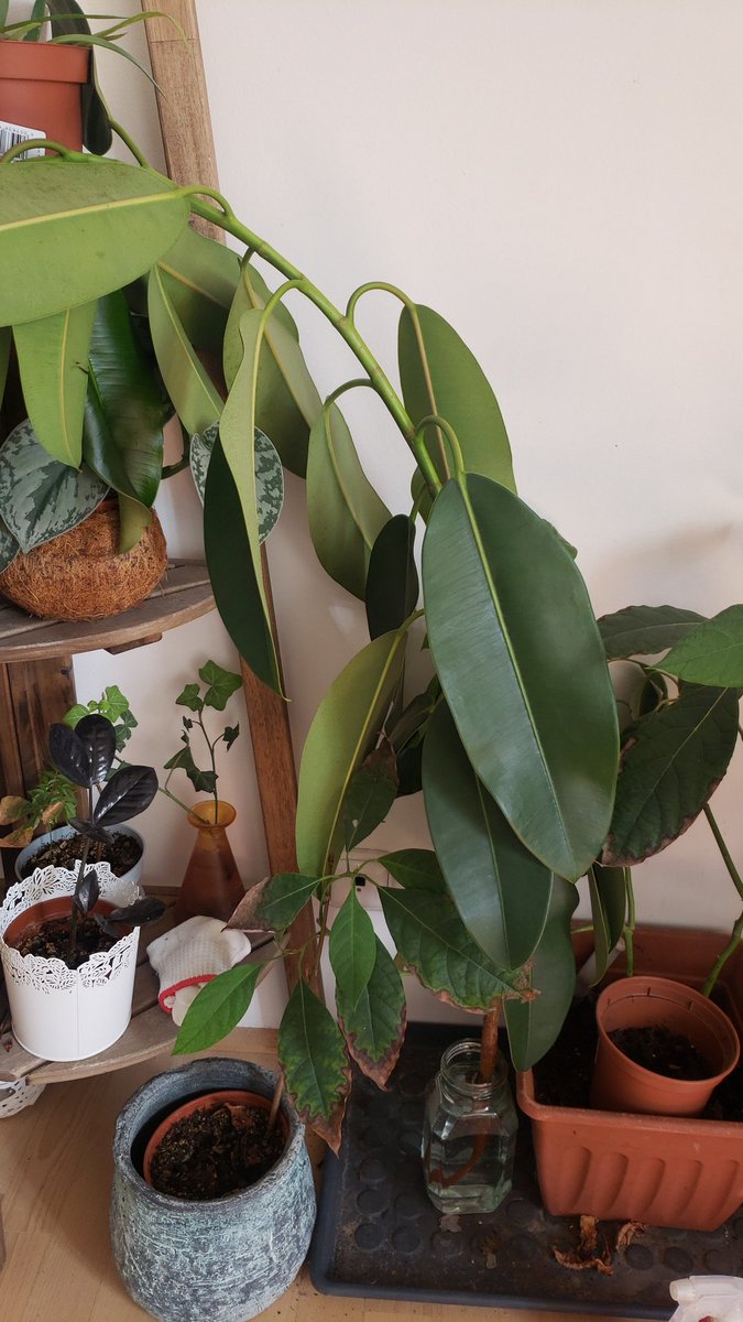 The_Gingerbeerd's tweet photo. My newest plant cutting gifted me. A branch off a giant rubber tree. https://t.co/DZSCcw9Dk5