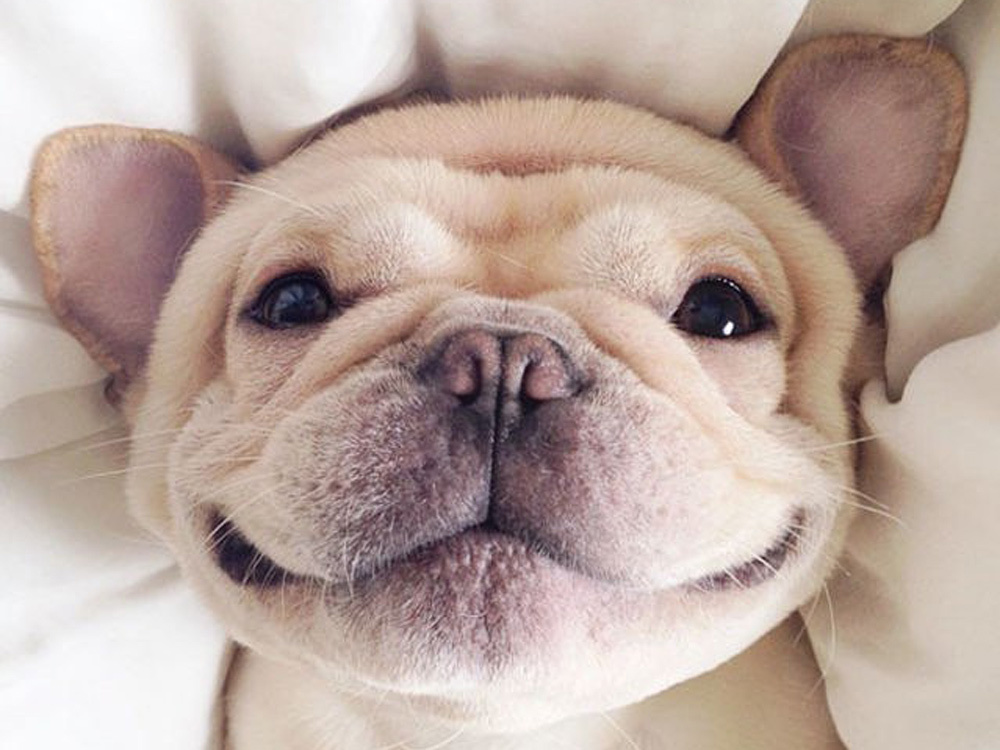 paratuperro's tweet photo. Únete a nuestro grupo en facebook: compartimos fotos, tips, información, relacionada con nuestros perrhijos 😍🐶👉https://t.co/8vM7tAg1Nz https://t.co/aAb6liyRVH
