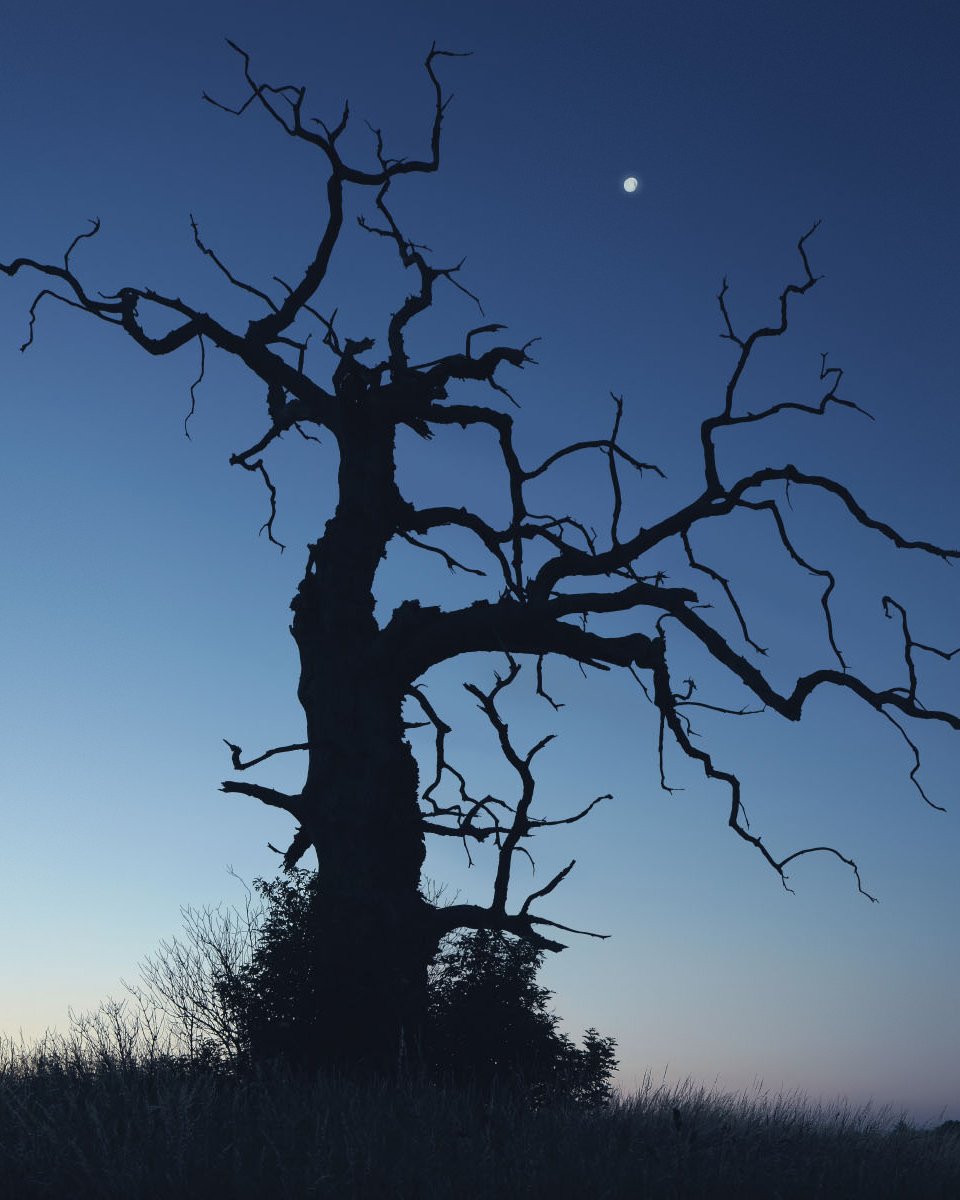 The Old Oak
#landscapephotography #oak #eiche