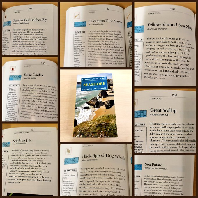 OrkneyLibrary's tweet photo. Remembering that time we catalogued a book about the seashore and found all the new insults we could ever need. https://t.co/Llek4AlFgN