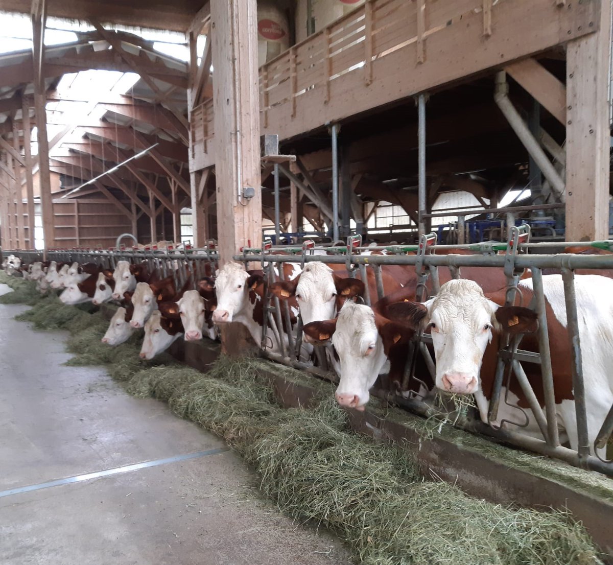 ProcrossCows's tweet image. Last week our #ProCROSS partners in Sweden Växa Sverige 📷 &amp;amp; Finland Faba osk 📷   were with us in France 📷 to visit Umotest &amp;amp; Coopex Montbéliarde offices !
Also on the 2 days program, 4 Montbeliarde farms visits📷
Thanks to them for their warm welcome ! 📷 #montbeliarde